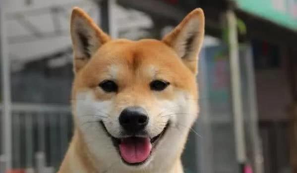 盘点秋田犬和柴犬的区别，看完后不再搞混