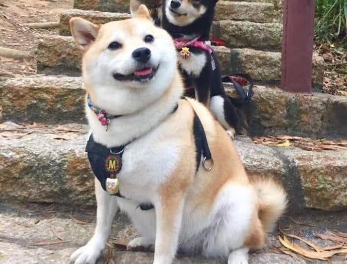 盘点秋田犬和柴犬的区别，看完后不再搞混