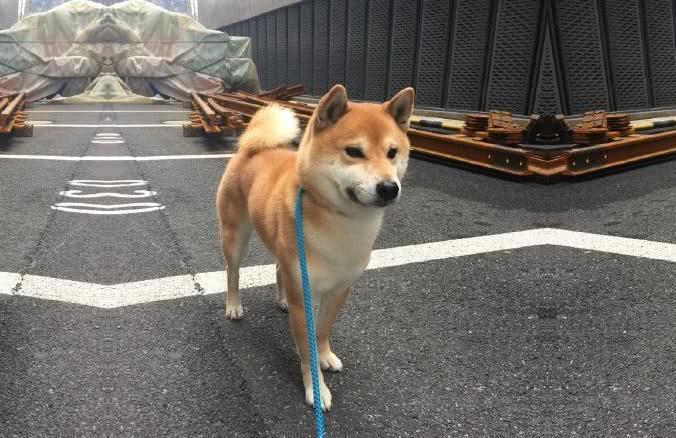 盘点秋田犬和柴犬的区别，看完后不再搞混