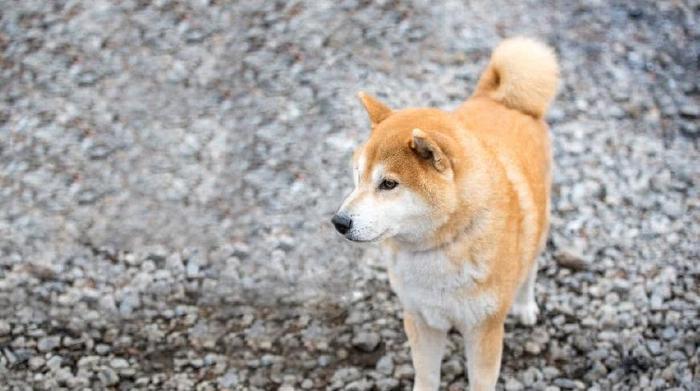 盘点秋田犬和柴犬的区别，看完后不再搞混
