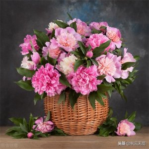 ​关于芍药的诗句25首