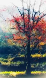 ​秋意入诗：那些描写秋天景色的经典诗句