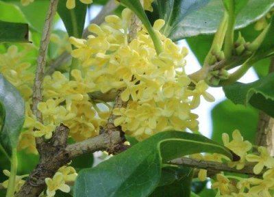 ​桂花树风水中什么寓意（桂花树风水种家里好不好）