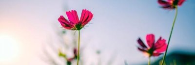 ​网络语fafa是啥意思(网络语fafa是花花的意思)