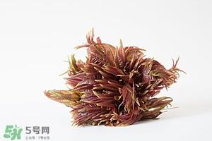 香椿树什么时候发芽？香椿树什么时候种植