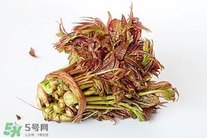 香椿树什么时候发芽？香椿树什么时候种植