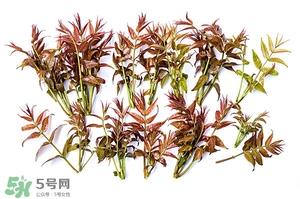 香椿树什么时候发芽？香椿树什么时候种植