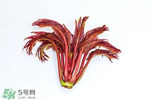 香椿树什么时候发芽？香椿树什么时候种植