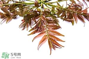 香椿树什么时候发芽？香椿树什么时候种植