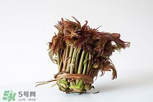 香椿树什么时候发芽？香椿树什么时候种植