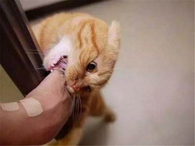 ​养猫的坏处有多少 家里养猫的坏处