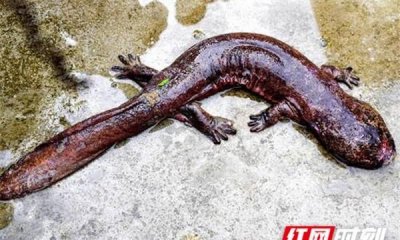 ​野生娃娃鱼是国家几级保护动物，娃娃鱼国家级保护动物？