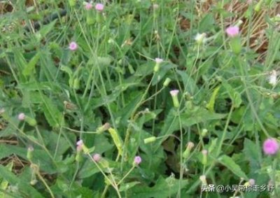 ​农村植物介绍之-羊蹄草，一种随处可见的野草，作用还很大
