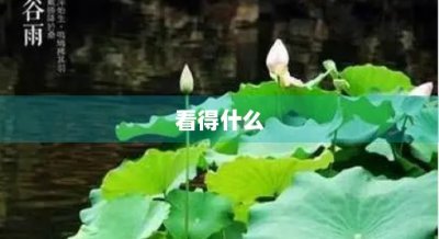 ​看得什么(听得什么)