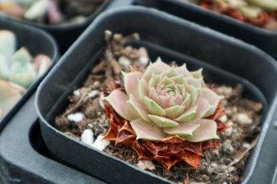 ​小伙把多肉养成手捧花，1棵上面爆30朵花头，价格翻了200倍！