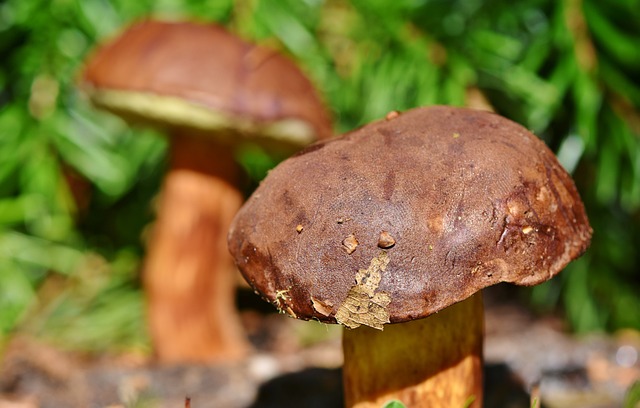 chestnut-bolete-3708755_640.jpg