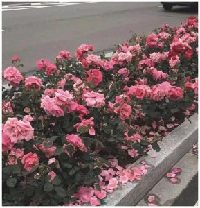 ​塔罗：TA后来过的怎么样？是不是有了新欢？
