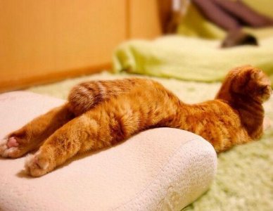 ​可爱的“圆脸猫”Muta