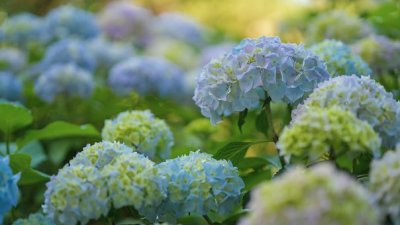 ​绣球花的养殖方法