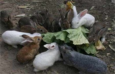 ​家里养殖肉兔，该怎样打开销路
