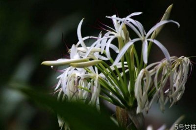 ​水鬼蕉的花语是什么呢 种植水鬼蕉要注意什么呢
