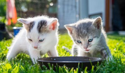 ​猫吃什么食物补钙（猫咪补钙食物）