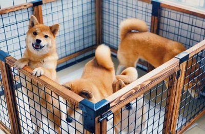 ​养狗教程 新手养狗攻略，看这一篇就够了