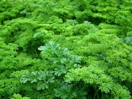 香菜种植方法和时间(图4)