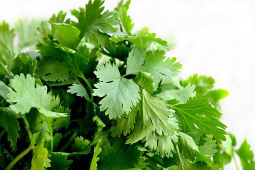 香菜种植方法和时间(图3)