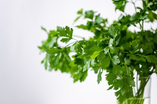 香菜种植方法和时间(图2)