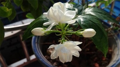 ​茉莉的养殖方法和注意事项