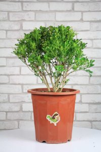 ​米兰花冬季怎么养