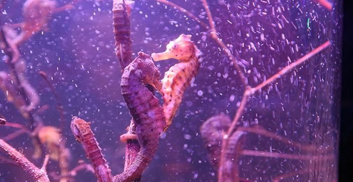 水母鲸海马哪种属于鱼类