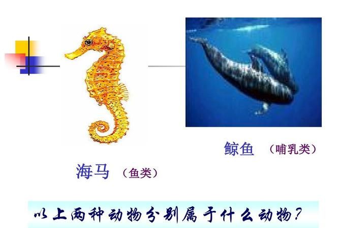 章鱼鱿鱼娃娃鱼海马属于鱼类的是哪个