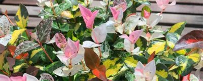 ​花叶络石的养殖方法和注意事项（花叶络石养护小技巧）