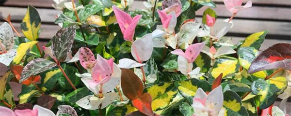 花叶络石的养殖方法和注意事项(花叶络石养护小技巧)