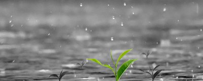 ​为什么大水蚁在下雨天才出现 水蚁为什么下雨天出没
