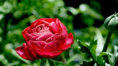 ​芹叶牡丹的养殖方法和注意事项
