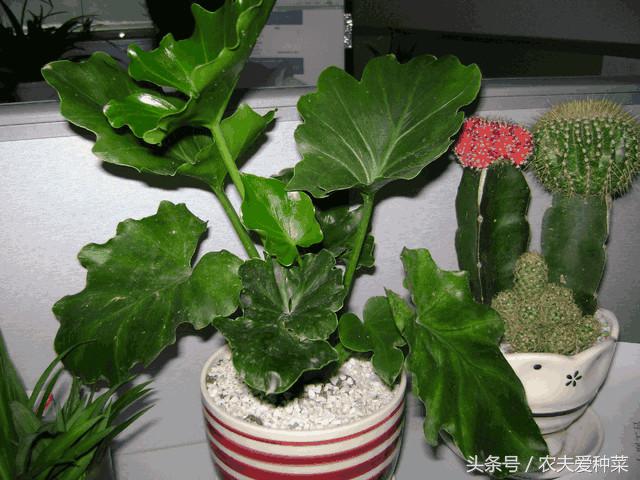 淘米水发酵后臭了还能浇花吗(淘米水浇花发臭怎么办)