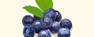 ​蓝莓酱的营养价值及营养成分