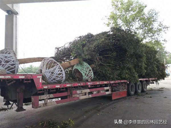 新移栽的树多久生根(移栽后多久才知道活了吗)