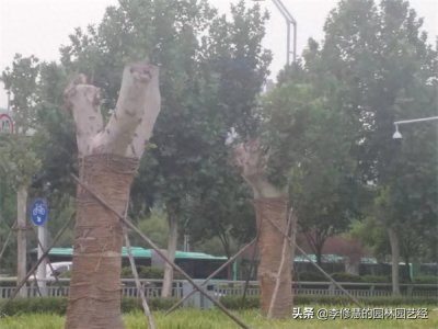 ​新移栽的树多久生根(移栽后多久才知道活了吗)