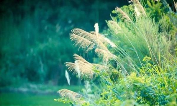 公立秋母立秋什么意思,俗话说立了秋把扇丢图2