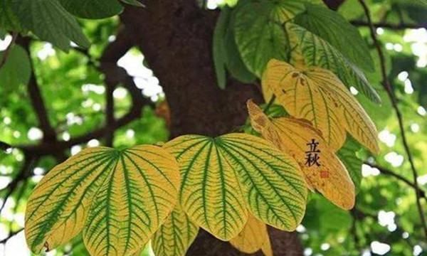 公立秋母立秋什么意思,俗话说立了秋把扇丢图3