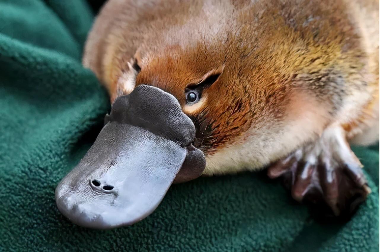 鸭嘴兽灭绝了吗(鸭嘴兽是胎生还是卵生)