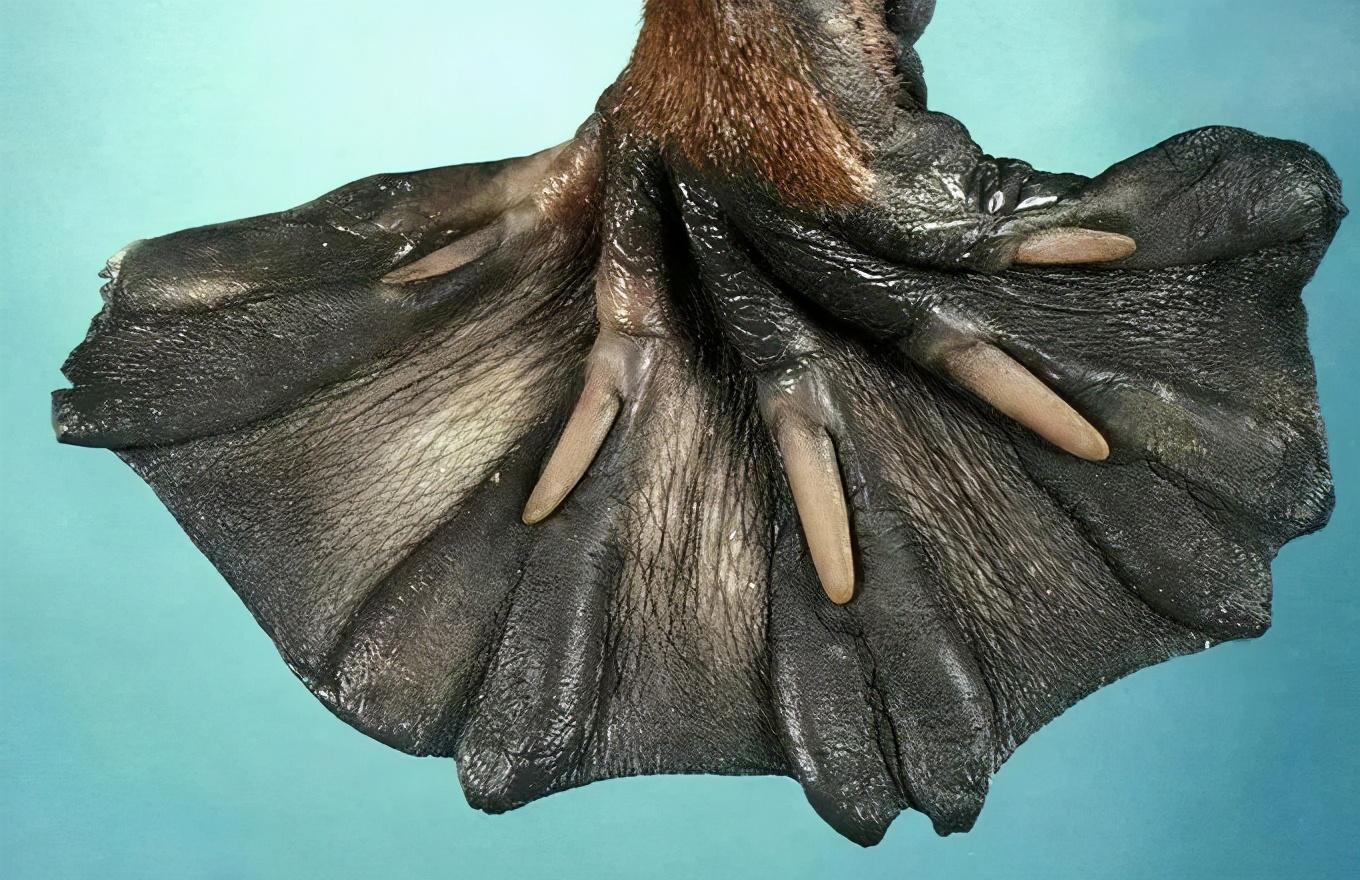 鸭嘴兽灭绝了吗(鸭嘴兽是胎生还是卵生)