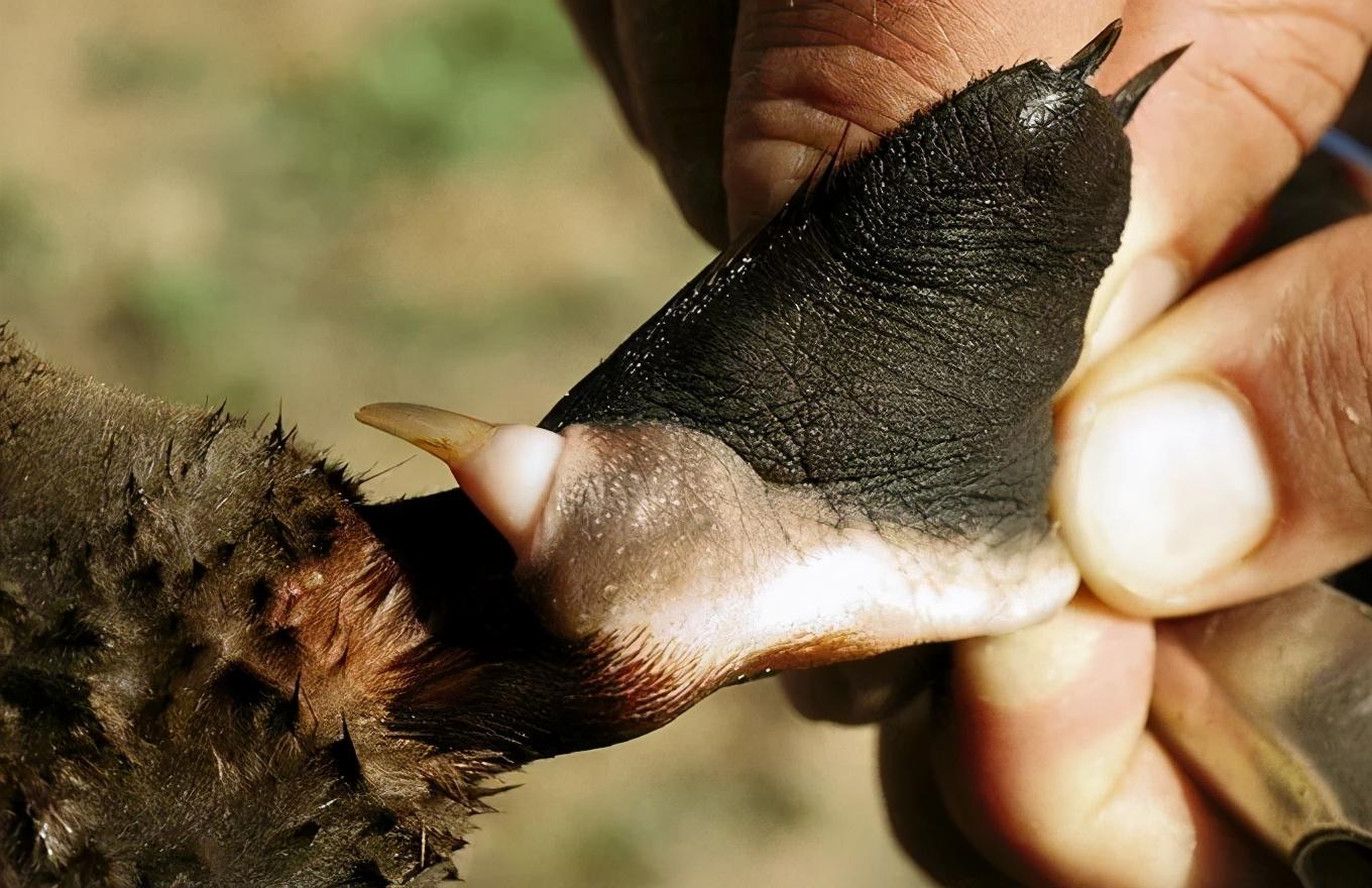 鸭嘴兽灭绝了吗(鸭嘴兽是胎生还是卵生)