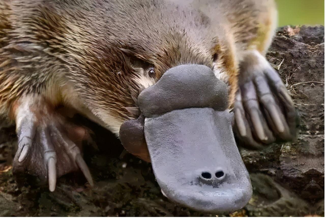 鸭嘴兽灭绝了吗(鸭嘴兽是胎生还是卵生)