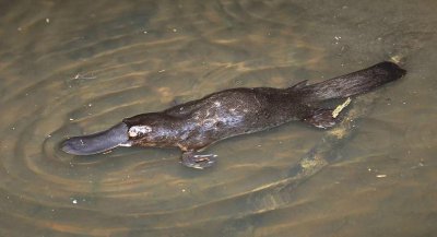 ​鸭嘴兽灭绝了吗(鸭嘴兽是胎生还是卵生)