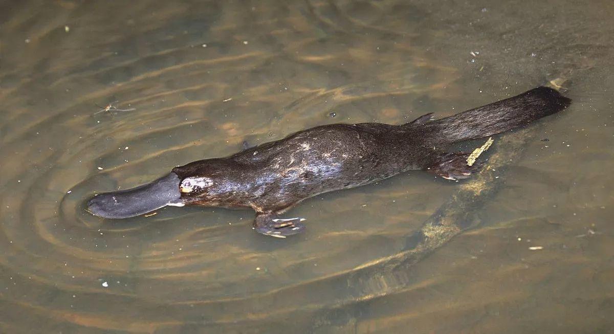 鸭嘴兽灭绝了吗(鸭嘴兽是胎生还是卵生)